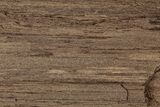 Permineralized Wood Covered In Sparkling Quartz - Germany #302045-1
